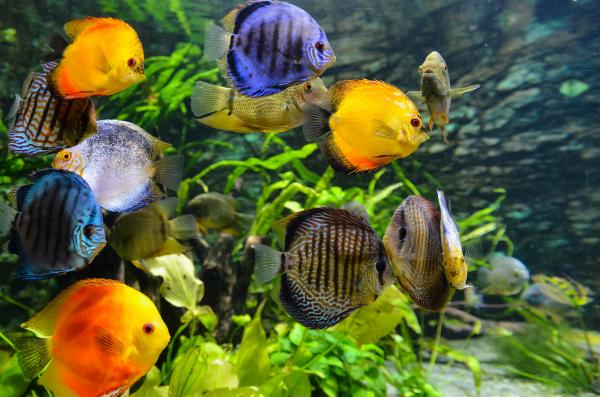 aquarium full of different colored discus fish