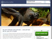 blackmoorgoldfish.com